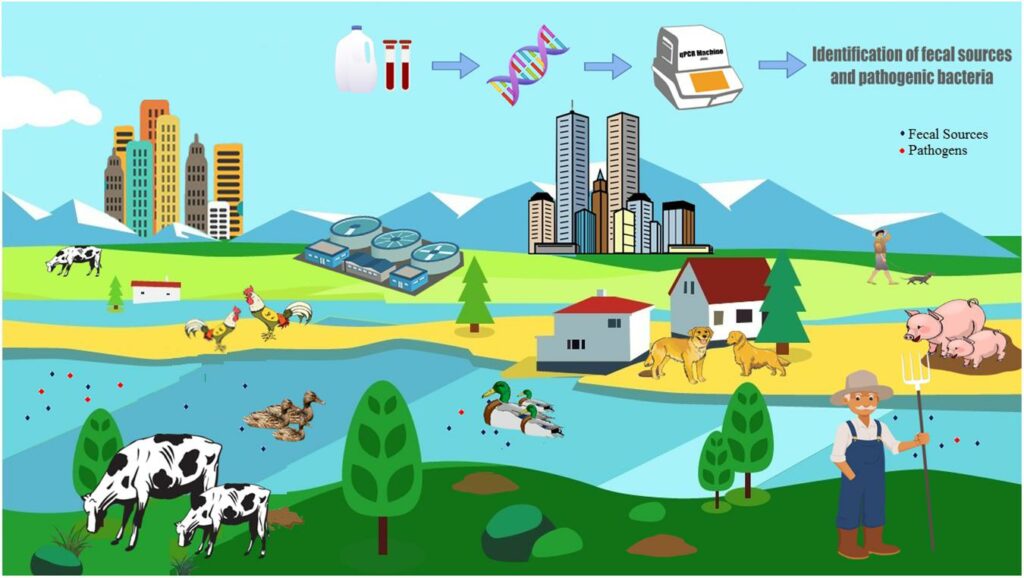 schema contaminarea bacteriana a rezervelor de apa potabila